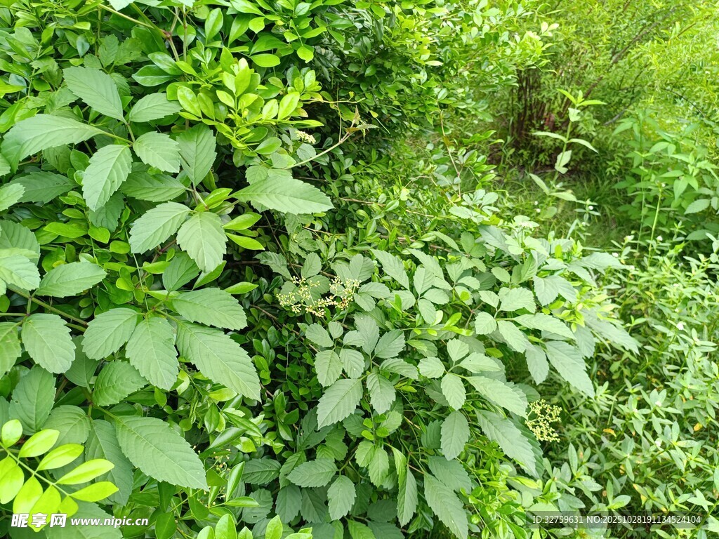 繁茂绿植景观