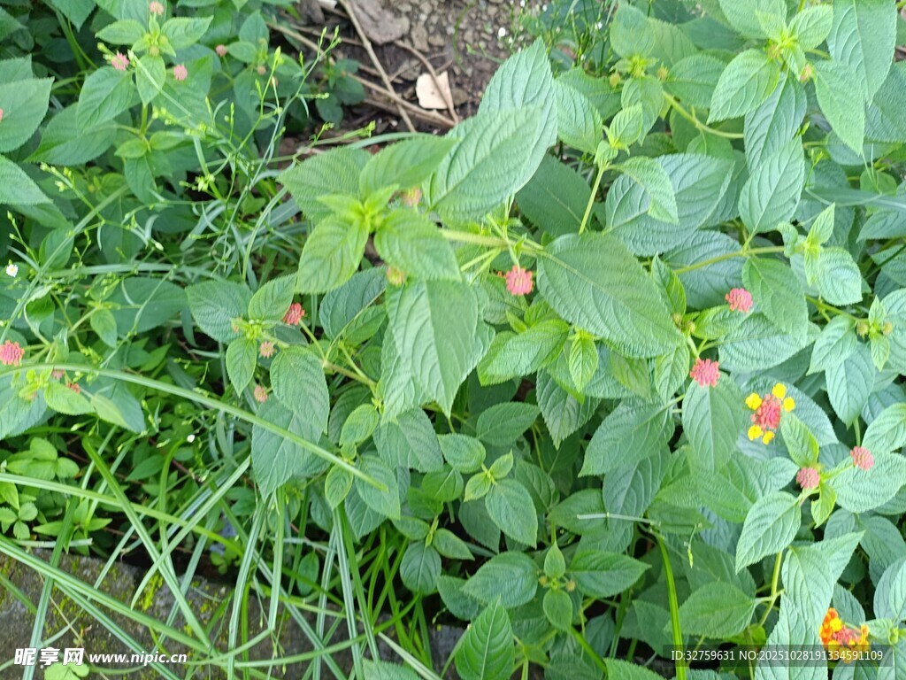 绿叶丛中的橙色小花