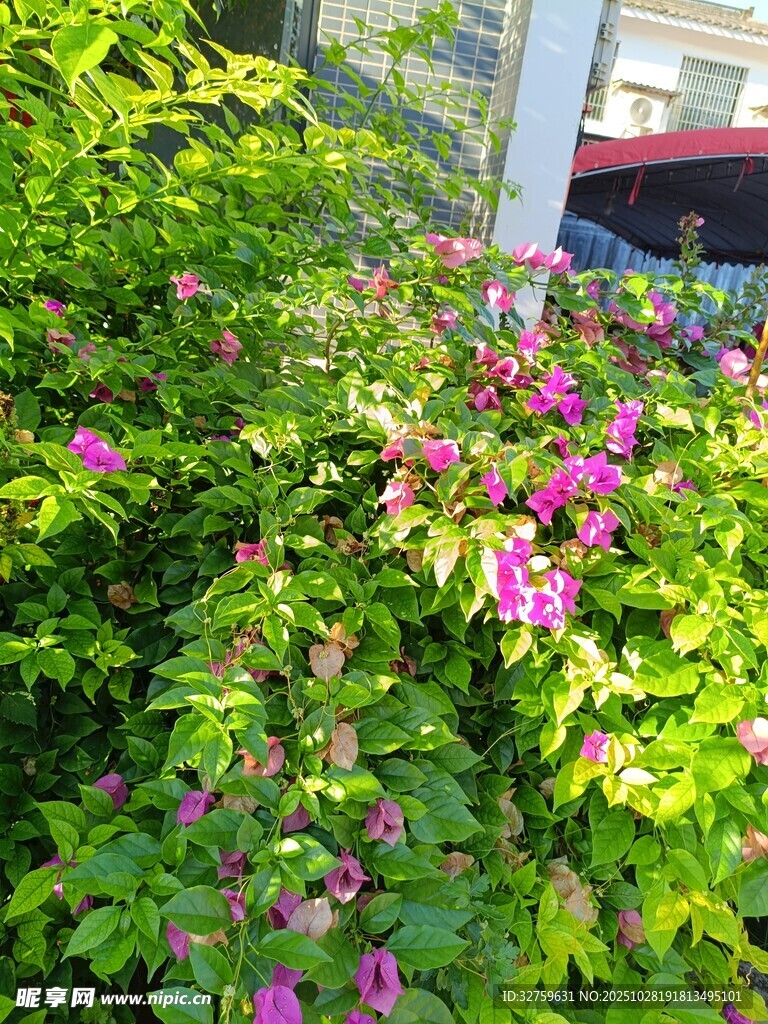 绿叶丛中绽放的艳丽花朵