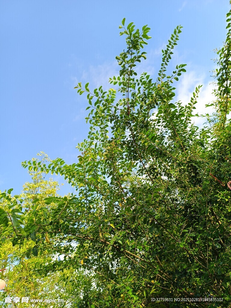 蓝天映衬下的翠绿枝叶