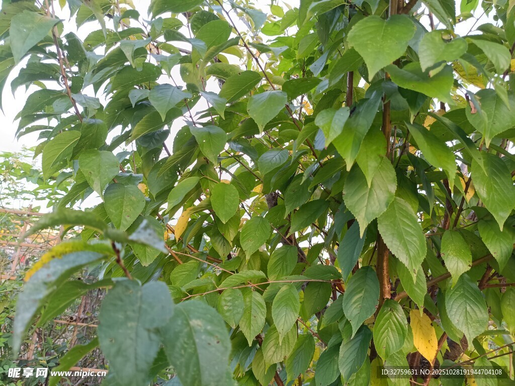 绿叶繁茂的植物景象