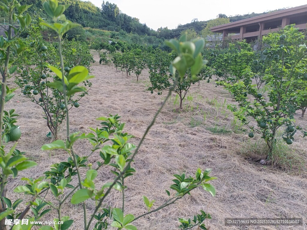 果园中的果树种植景象