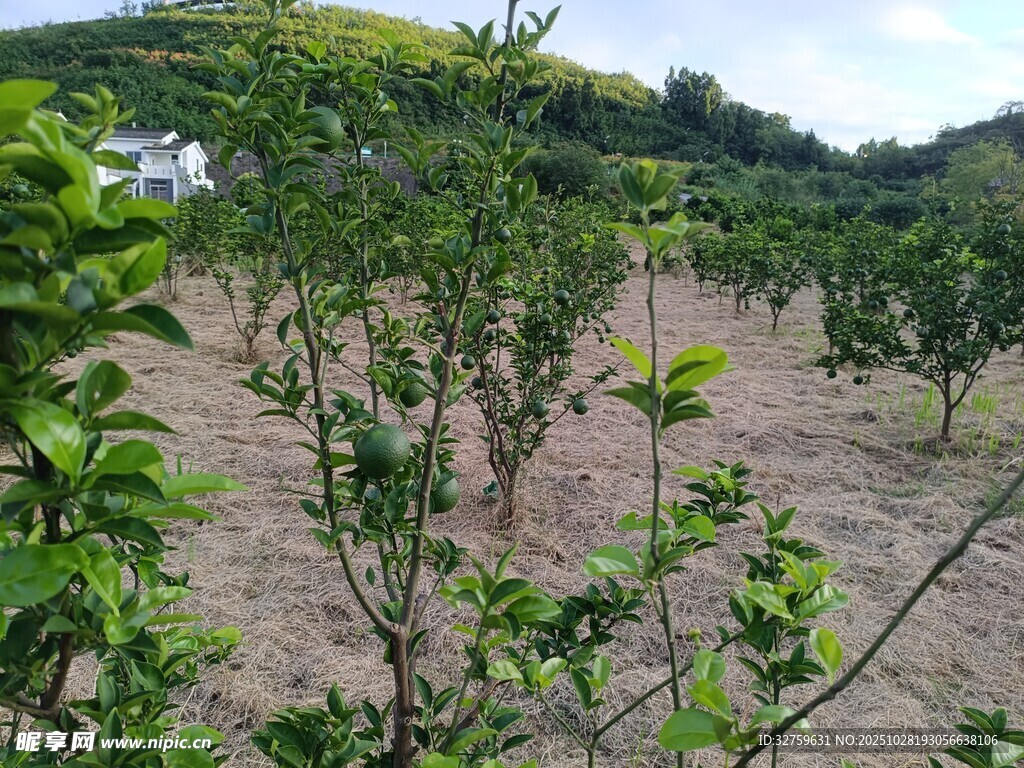 柑橘种植园的绿意景象