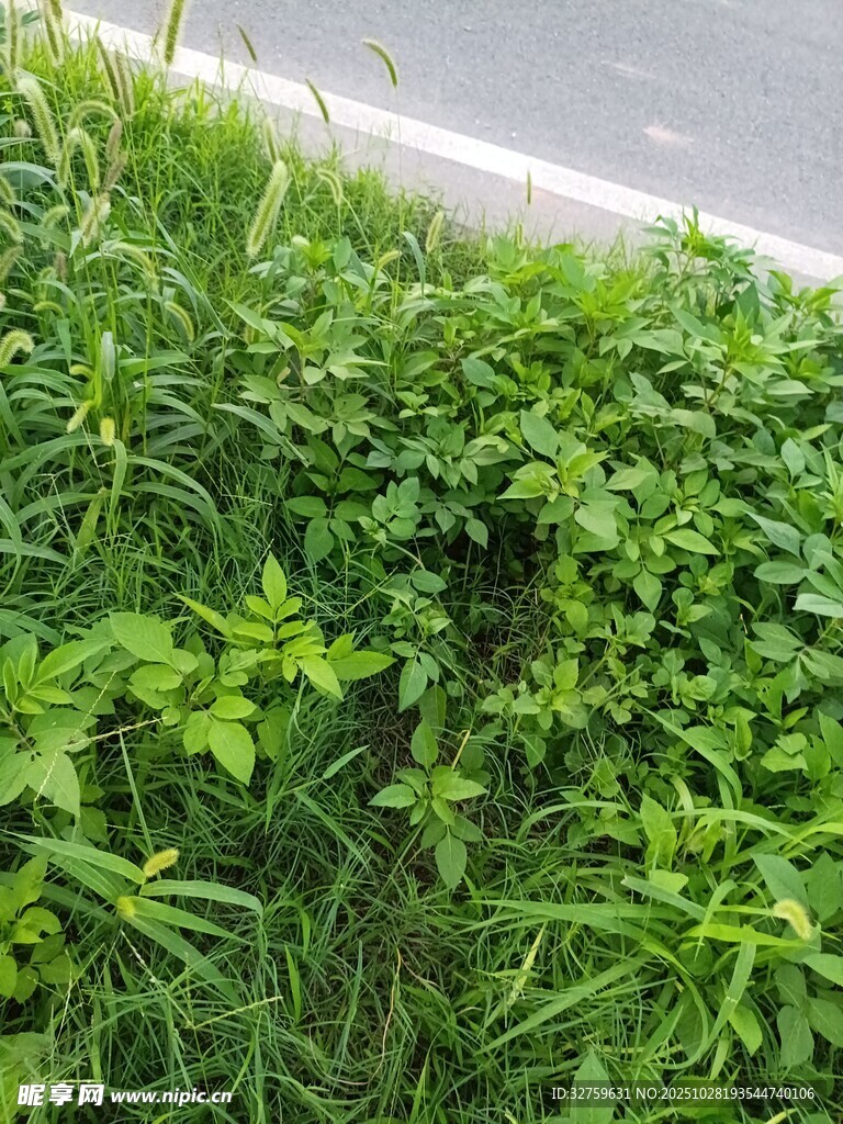 路边茂盛的绿色植物