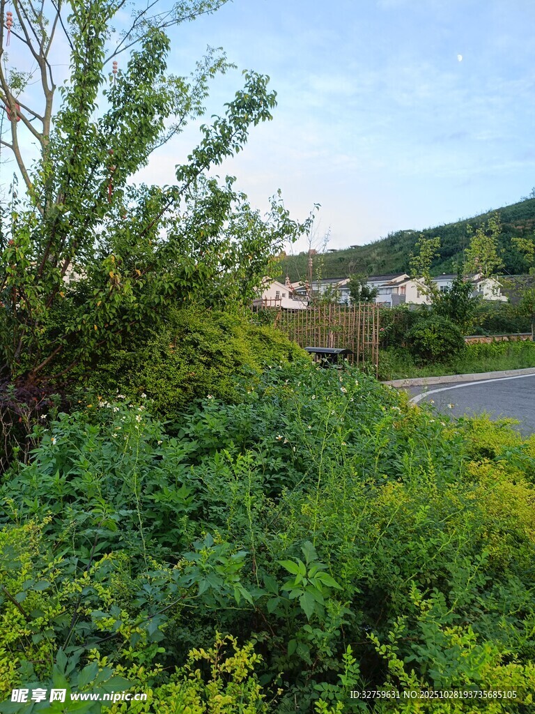 路边繁茂绿植风景