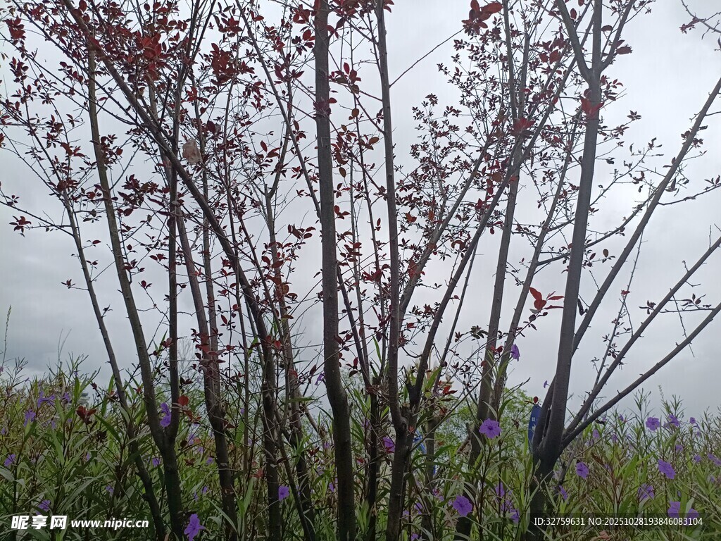 雨中带红叶的植物枝干