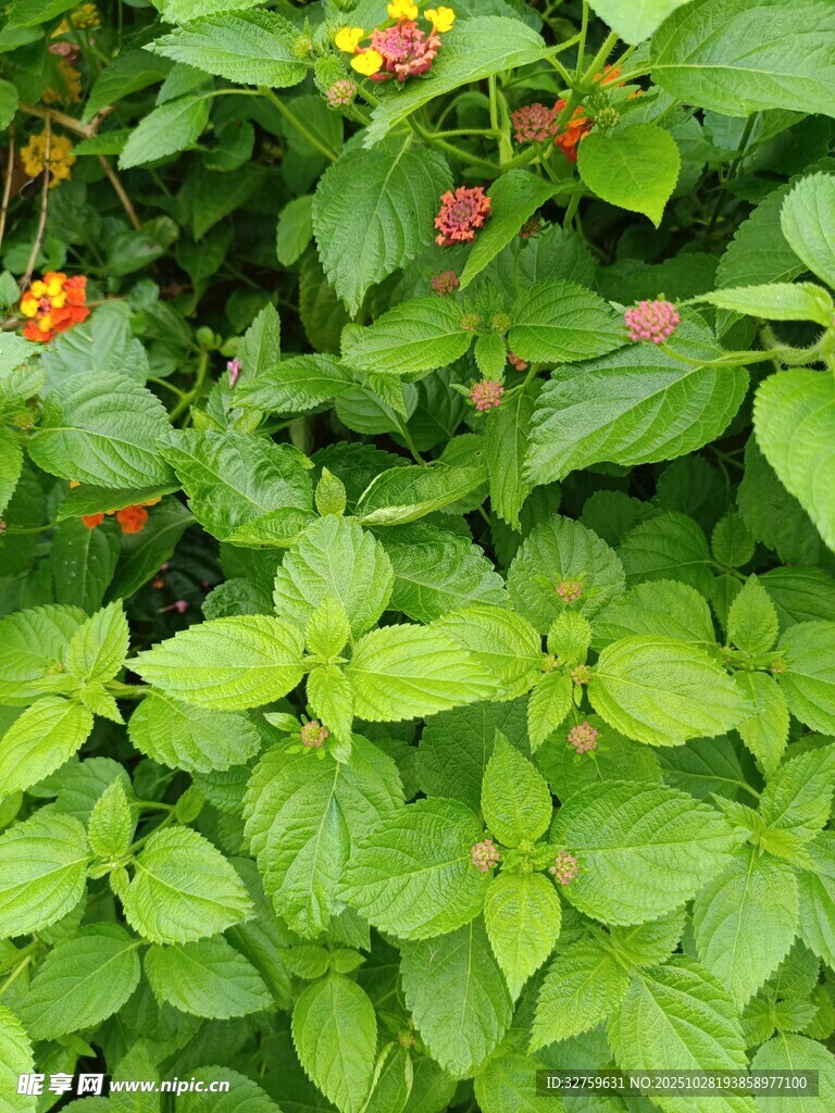 绿叶间的鲜艳小果实