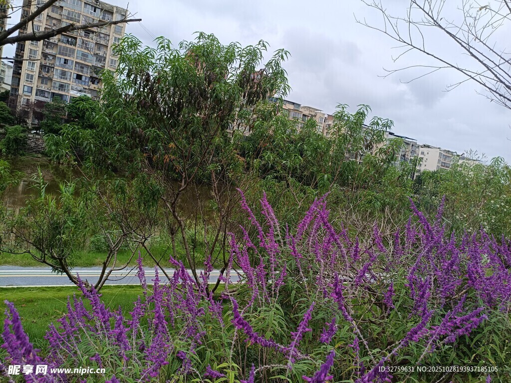 路边紫色花丛与绿树景观
