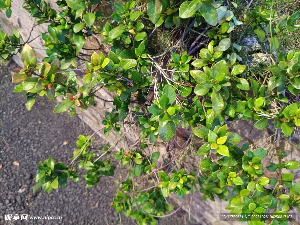 地面生长的翠绿植物