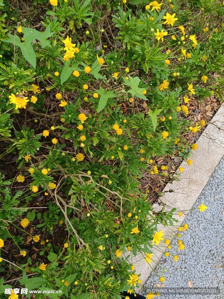 路边绽放的黄色小花
