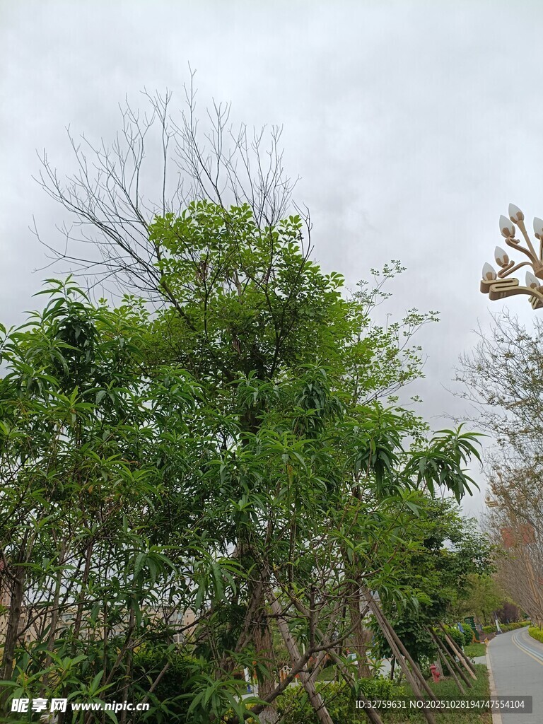 阴天中的葱郁树木