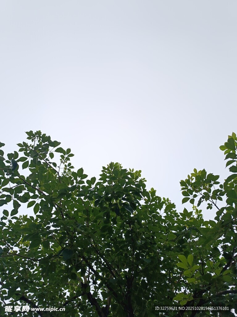 仰视繁茂绿树树冠