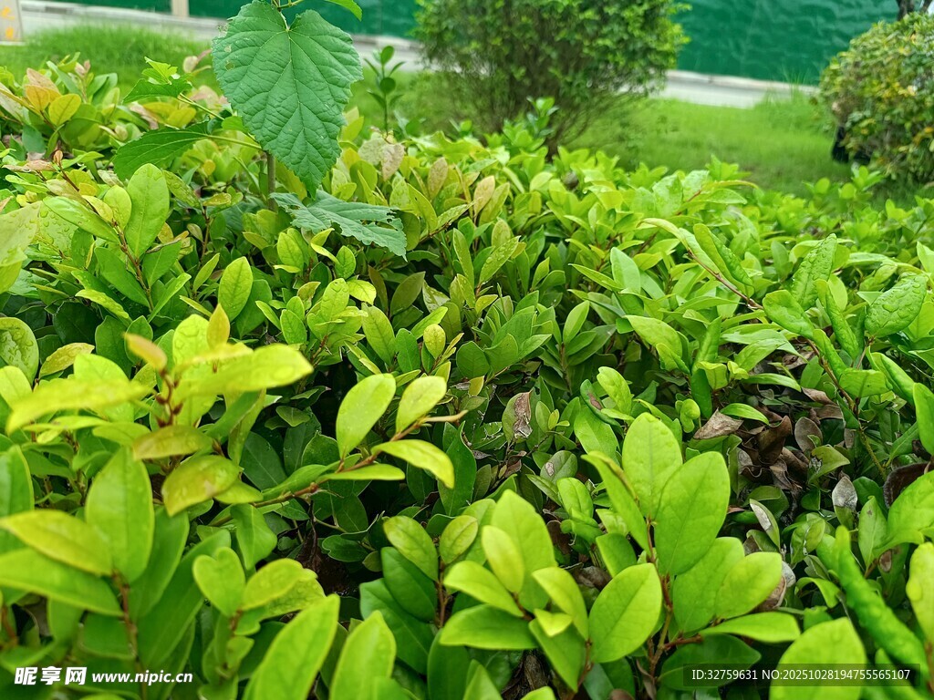 翠绿繁茂的绿植景观