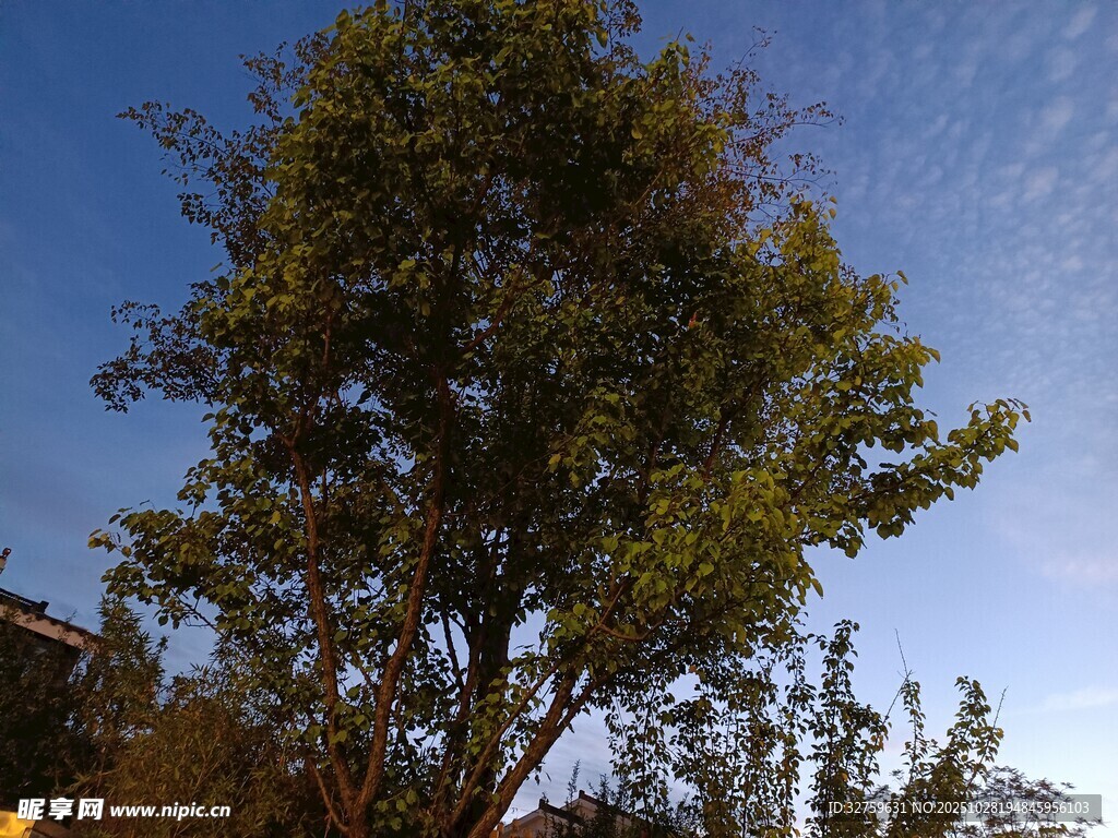 蓝天之下的葱郁树木