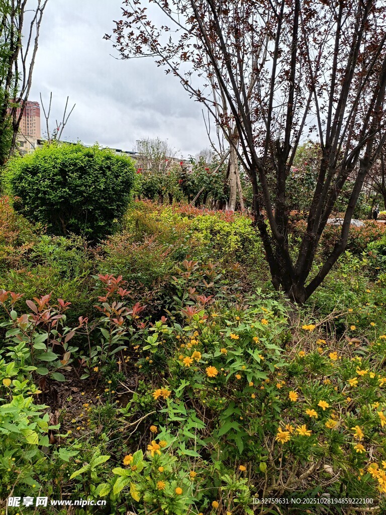 多彩花园中的绿植景观