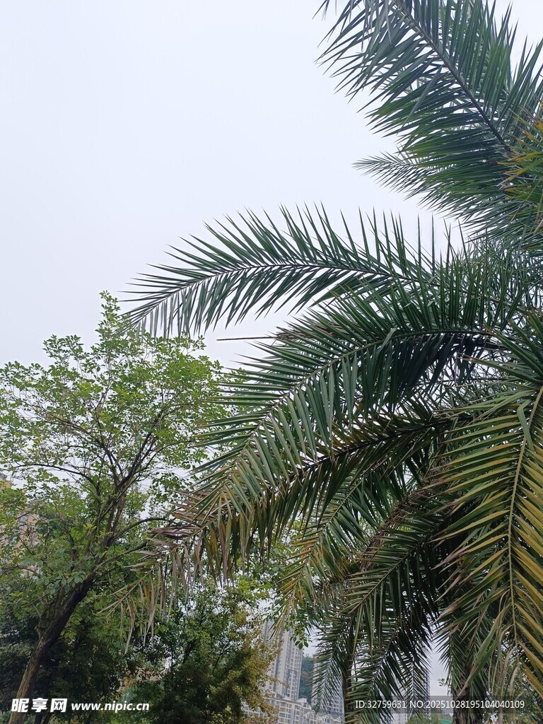 户外棕榈树与绿植景观