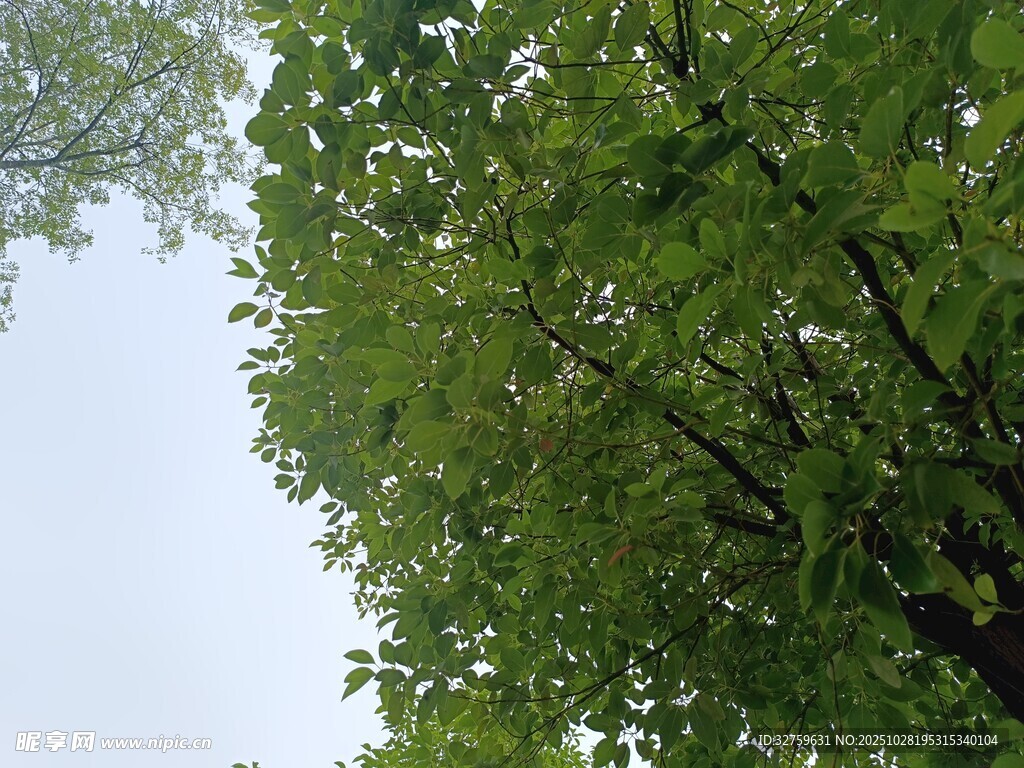 仰视葱郁绿树