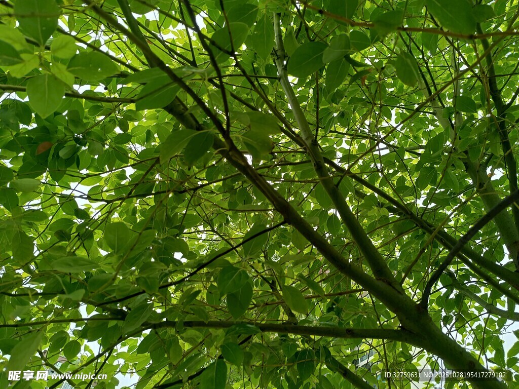 繁茂绿叶下的树枝景象