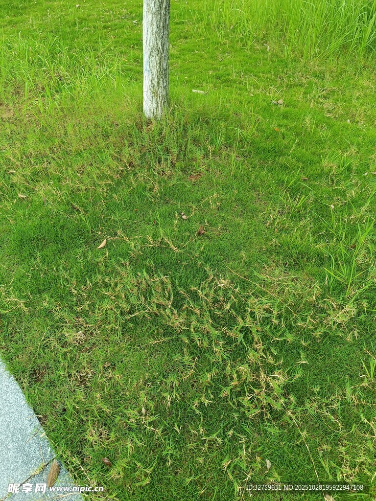 草地中的白色杆子