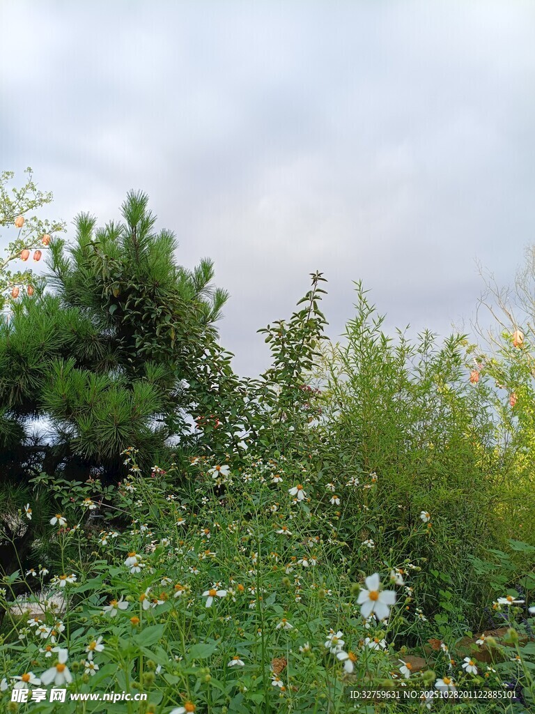 野外繁茂绿植与朦胧天空