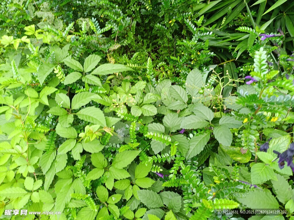 翠绿繁茂的植物景观