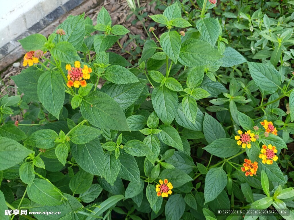 绿叶丛中的多彩小花