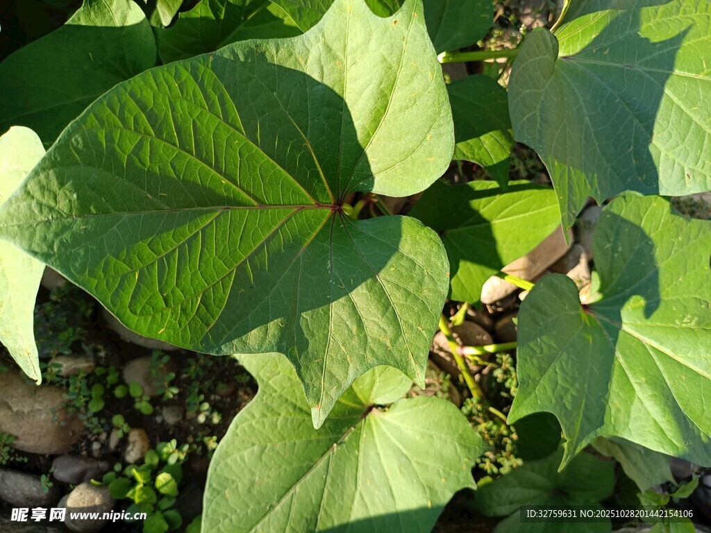 绿叶繁茂的红薯植株