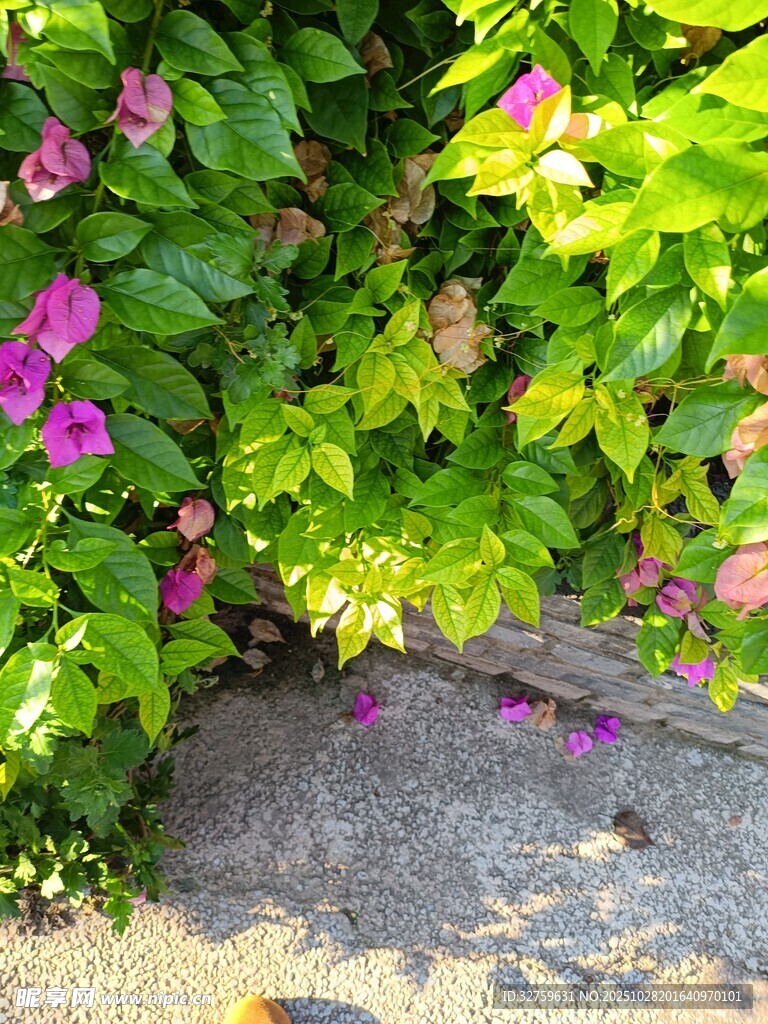 绿叶间绽放的多彩花朵