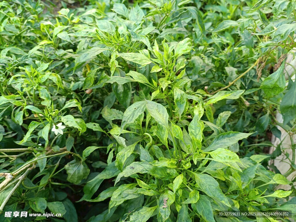 茂盛的绿色植物景观