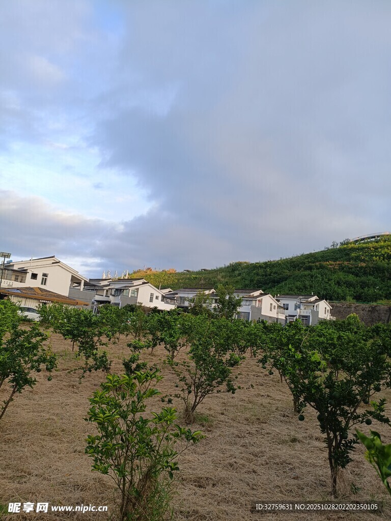 田园风光中的葡萄种植地