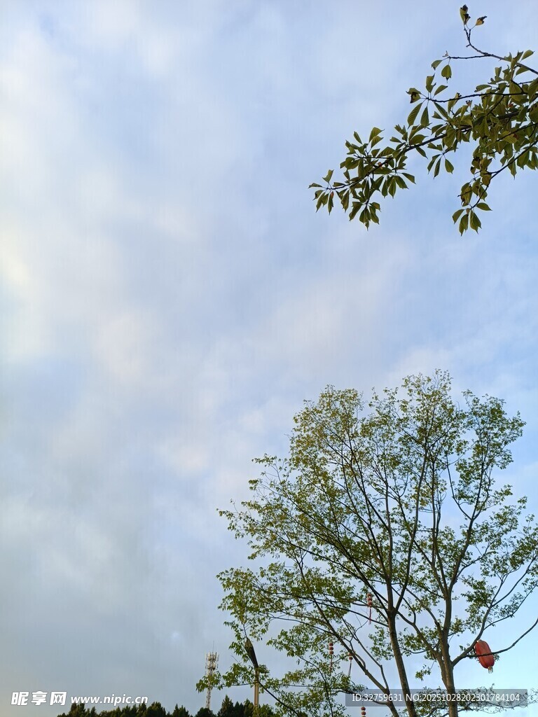 天空下的树木与枝叶