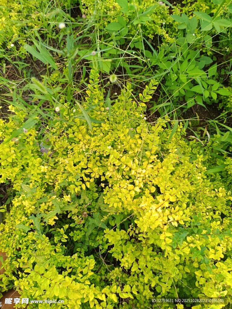 金黄小花点缀绿色植物