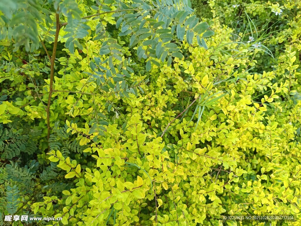 翠绿繁茂的黄色灌木丛