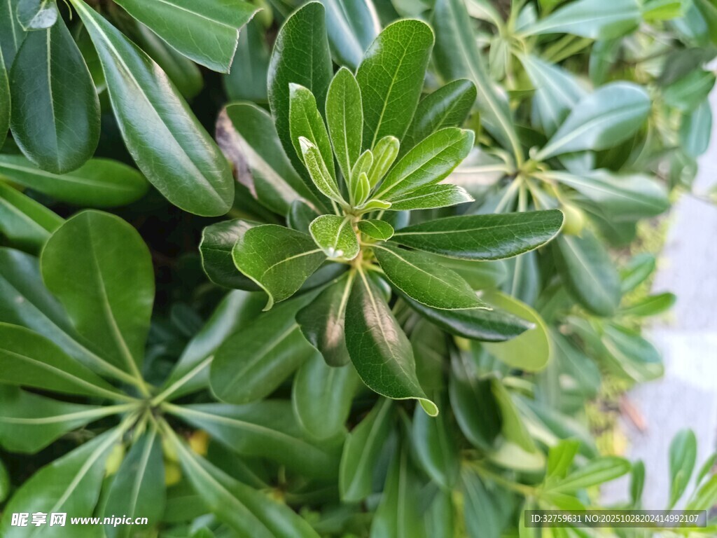 翠绿海桐叶片特写