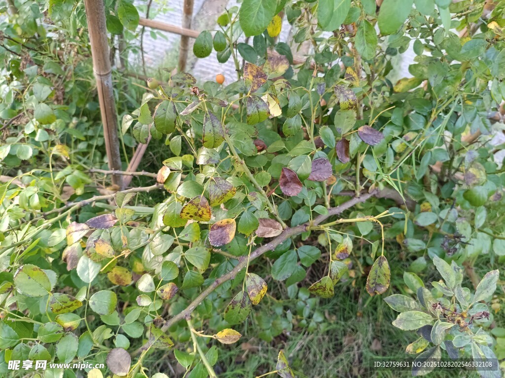 繁茂绿植中的多彩枝叶