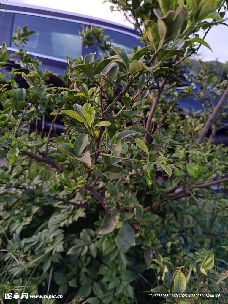 枝叶繁茂的绿植景观