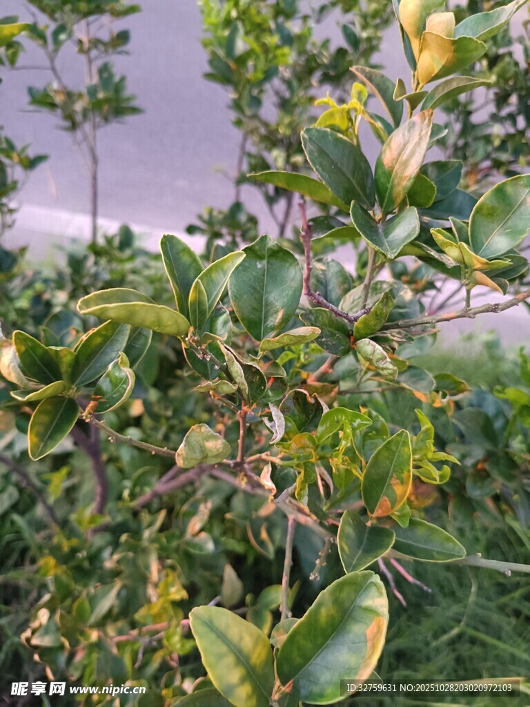 绿叶繁茂的植物景象
