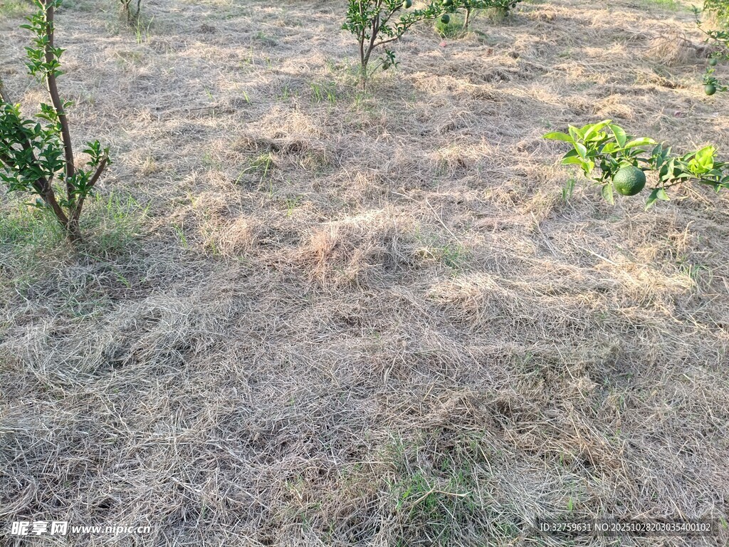 干旱土地上的稀疏绿植