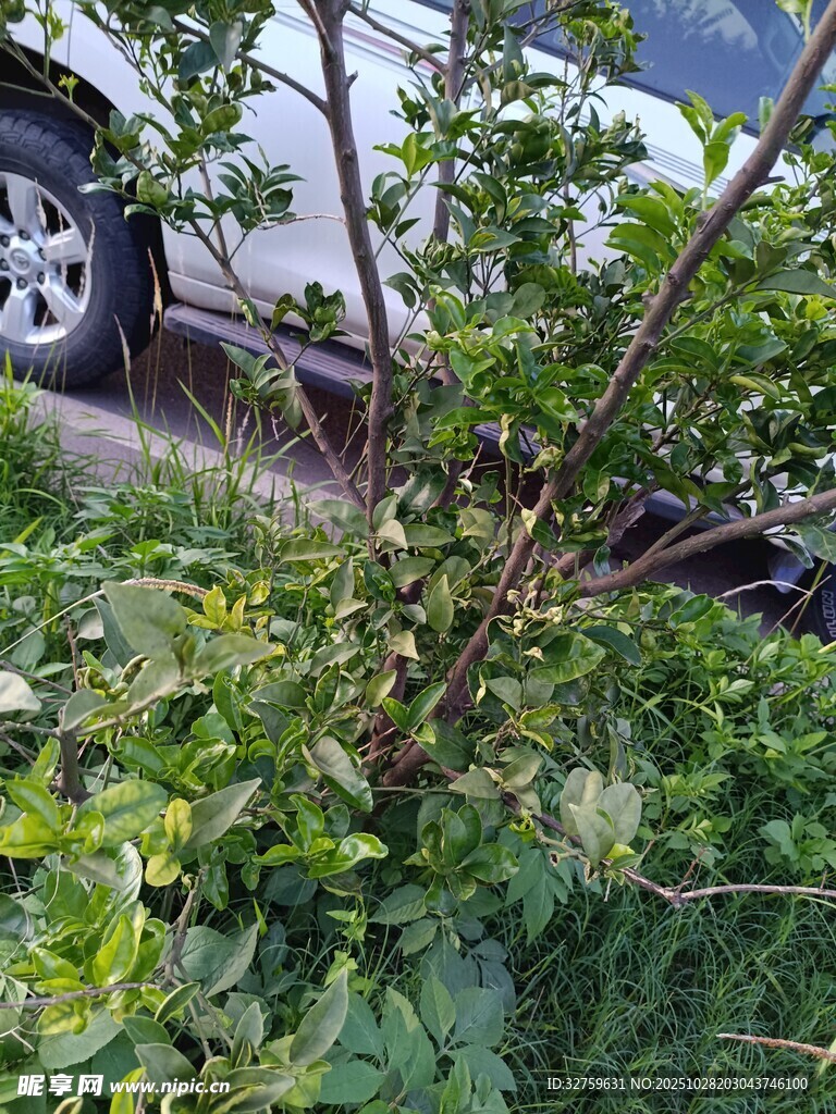 路边绿植中的细小树枝