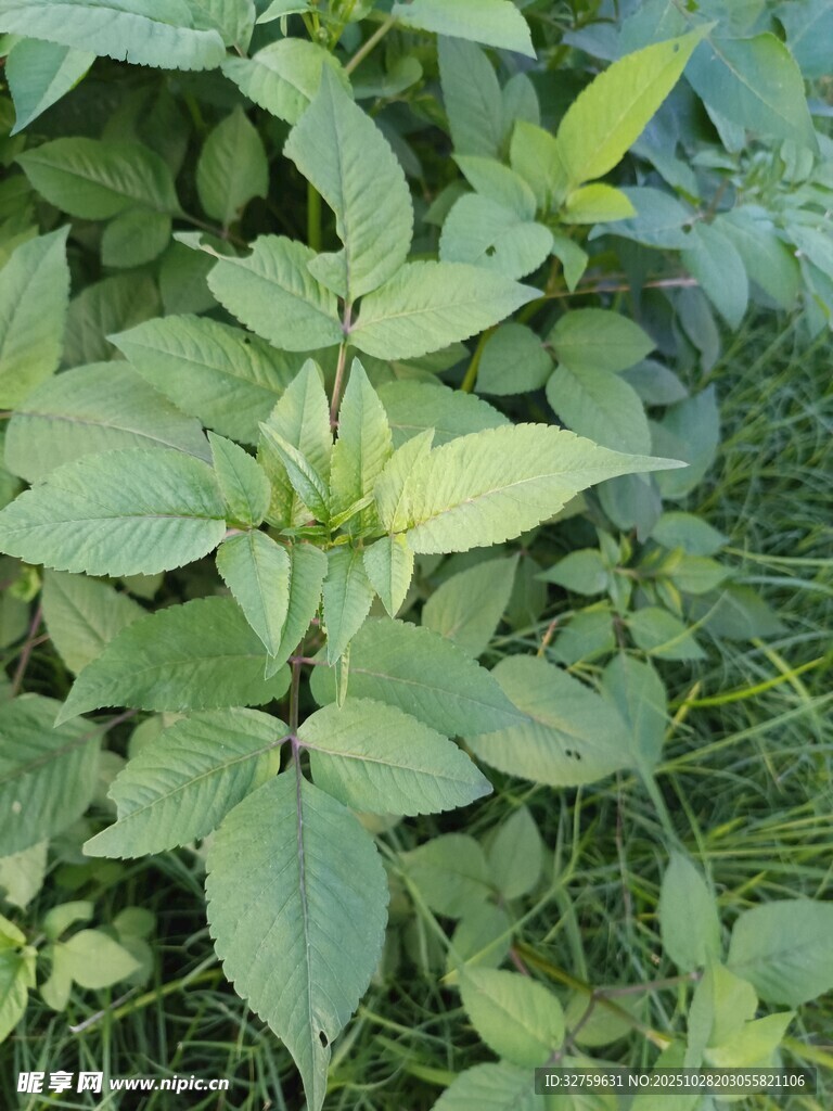 绿叶繁茂的植物景观