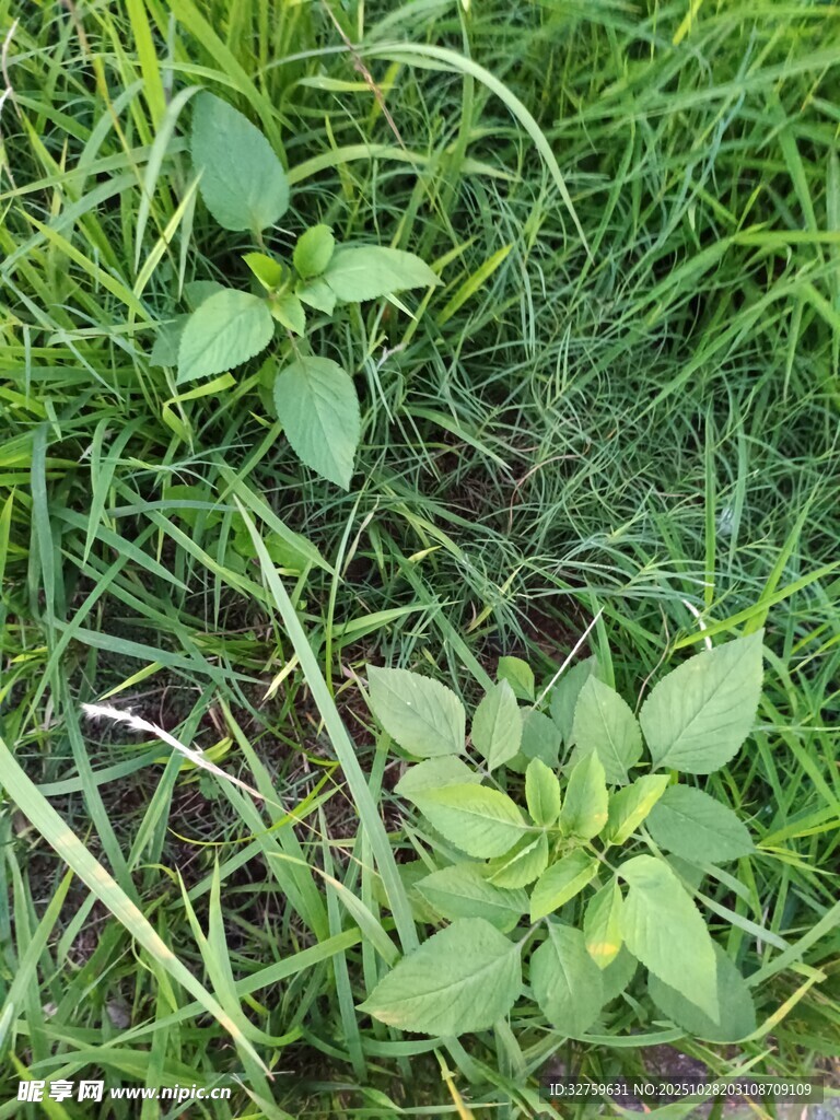 草丛中的嫩绿植物