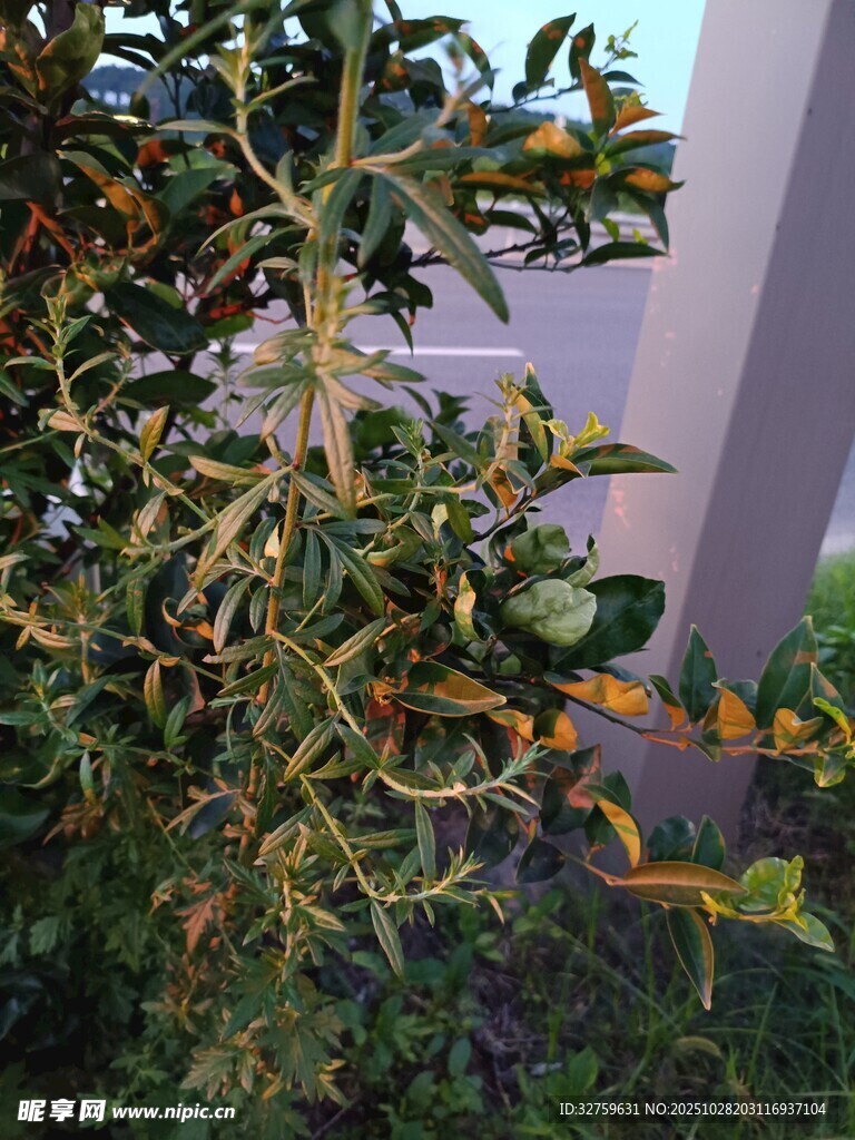 枝叶繁茂的绿植景观