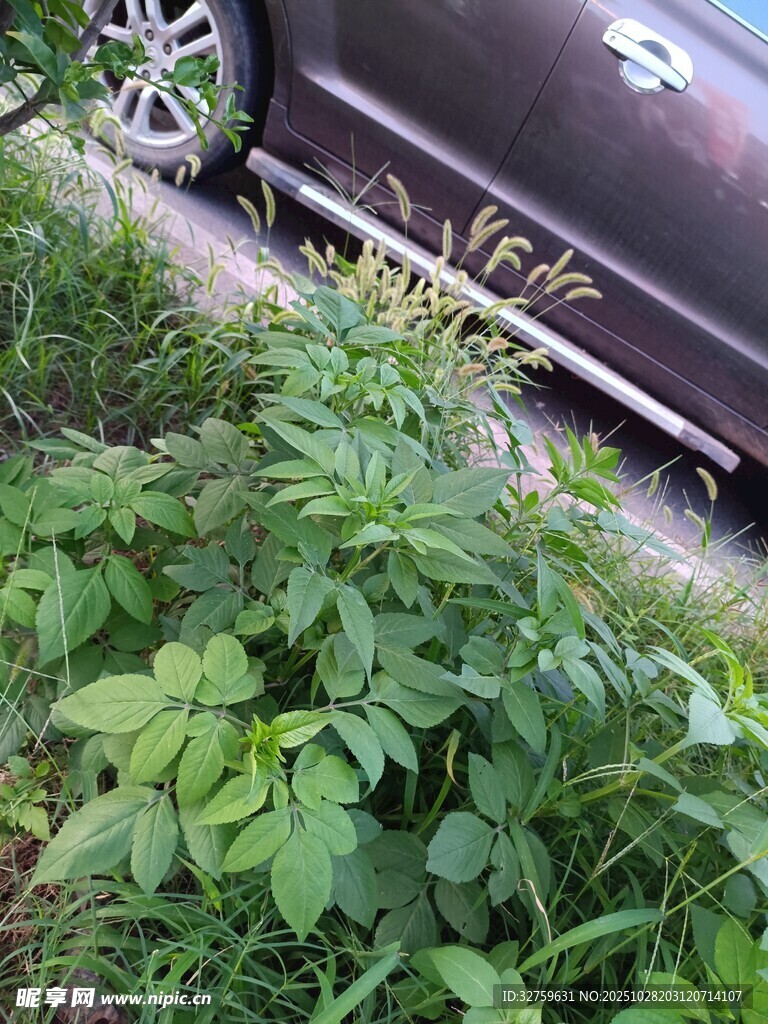 车旁杂草丛生景象