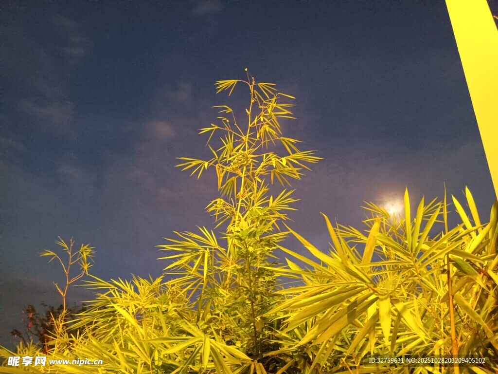 夜下金黄植物景观