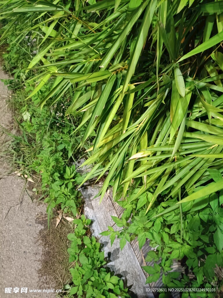 路边翠绿繁茂的丛生植物