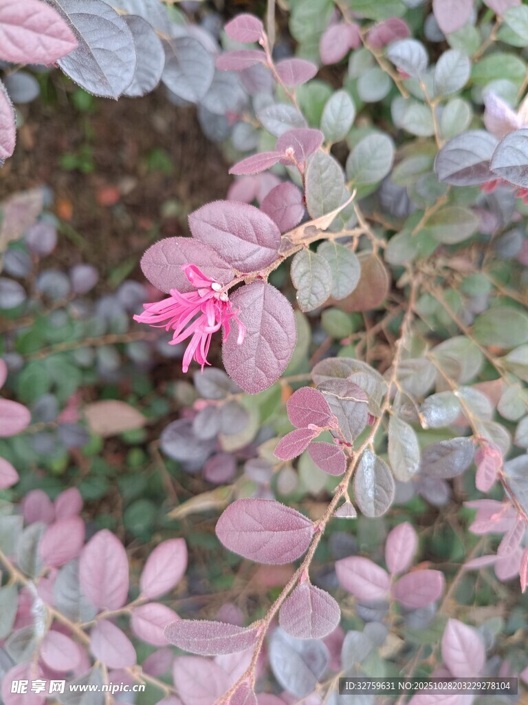 粉色花朵点缀灰绿叶片