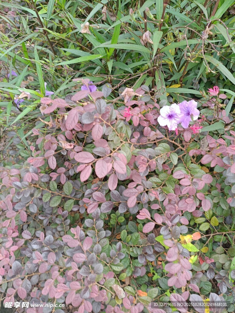 草丛中的紫色小花