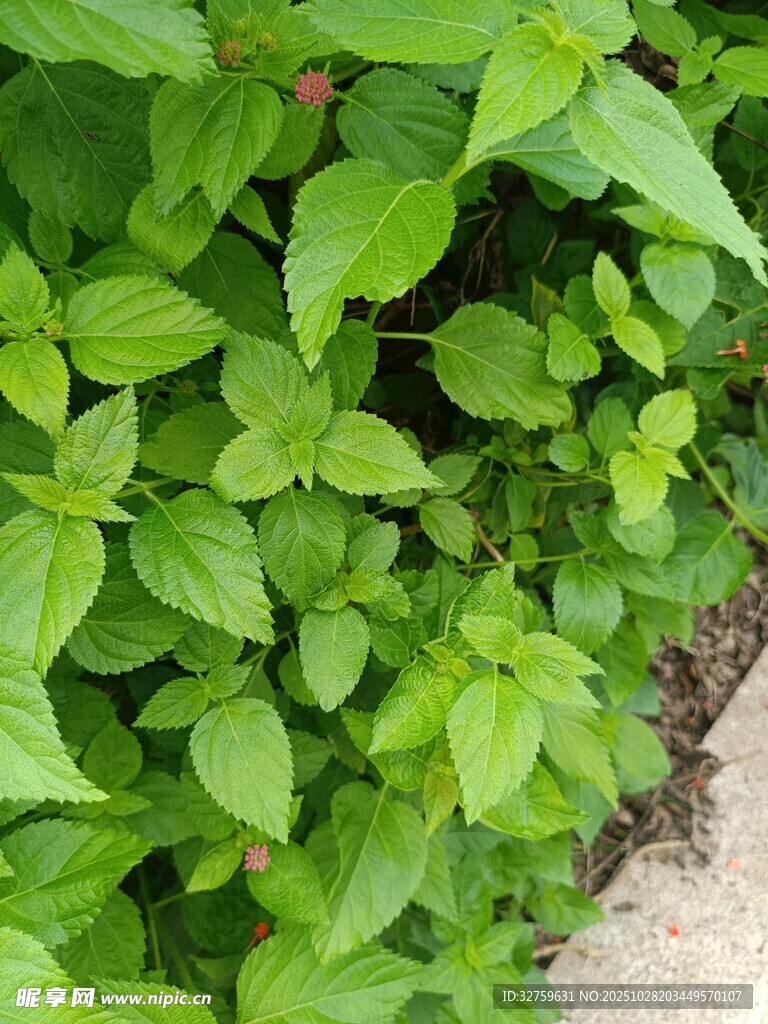 翠绿叶片簇拥的清新植物