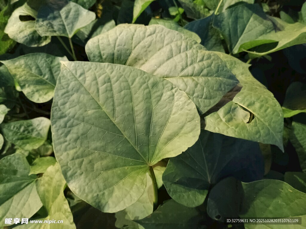 绿叶繁茂的植物景观