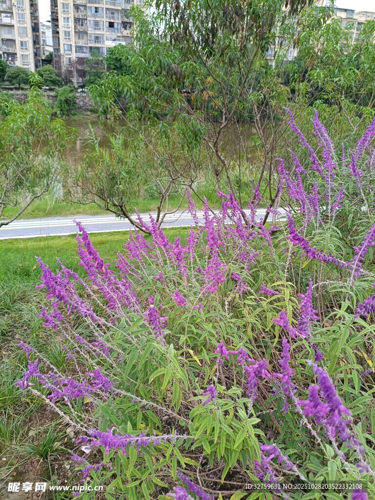 紫色花卉绽放于绿地间